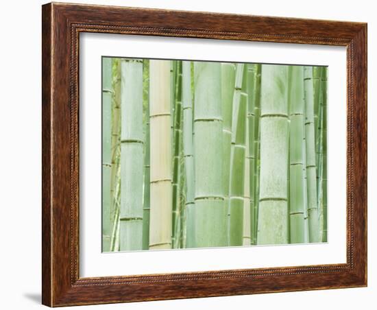 Bambloo Forest, Sagano, Arashiyama, Kyoto, Japan-Rob Tilley-Framed Photographic Print