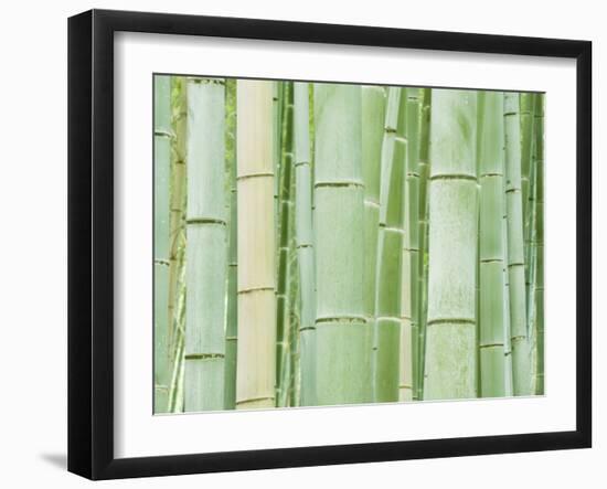 Bambloo Forest, Sagano, Arashiyama, Kyoto, Japan-Rob Tilley-Framed Photographic Print