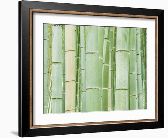 Bambloo Forest, Sagano, Arashiyama, Kyoto, Japan-Rob Tilley-Framed Photographic Print