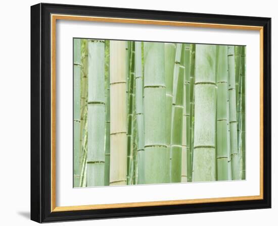 Bambloo Forest, Sagano, Arashiyama, Kyoto, Japan-Rob Tilley-Framed Photographic Print