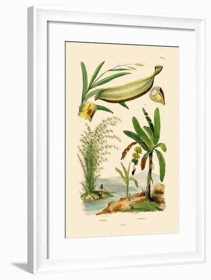 Bamboo, 1833-39-null-Framed Giclee Print