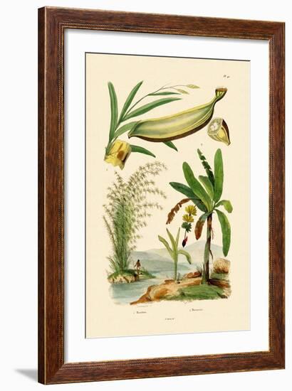 Bamboo, 1833-39-null-Framed Giclee Print