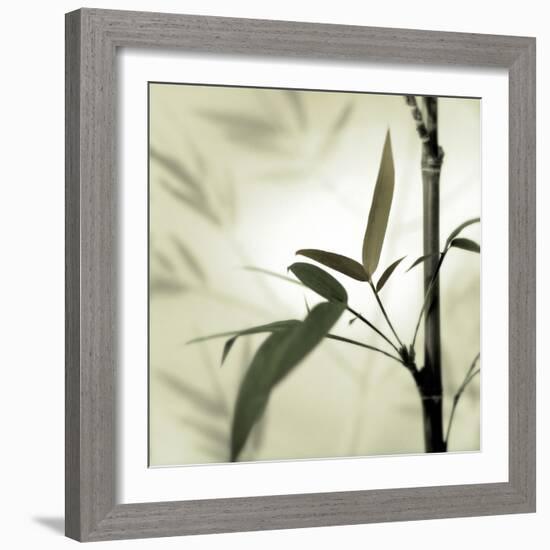 Bamboo #1-Alan Blaustein-Framed Photographic Print