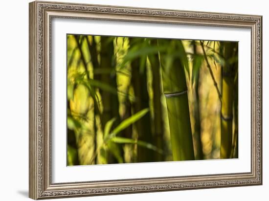 Bamboo Afternoon I-Rita Crane-Framed Photographic Print