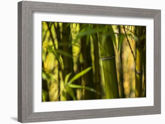 Bamboo Afternoon I-Rita Crane-Framed Photographic Print