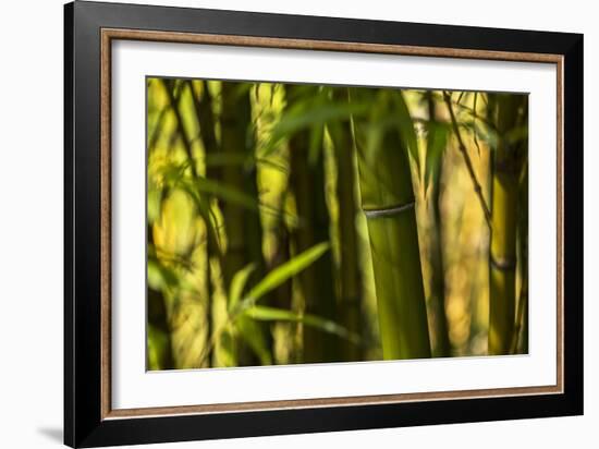 Bamboo Afternoon I-Rita Crane-Framed Photographic Print