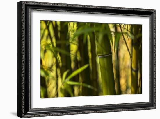 Bamboo Afternoon I-Rita Crane-Framed Photographic Print