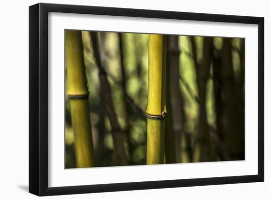Bamboo Afternoon III-Rita Crane-Framed Photographic Print