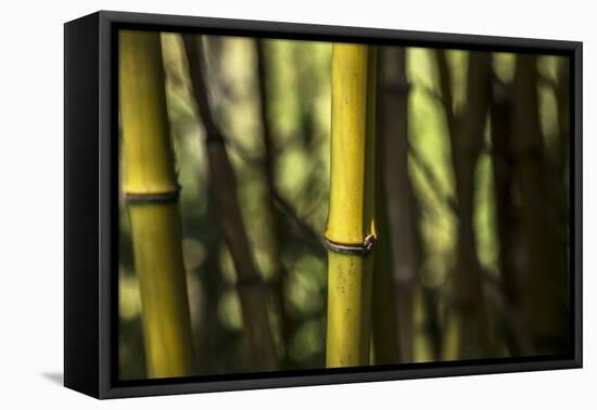 Bamboo Afternoon III-Rita Crane-Framed Premier Image Canvas