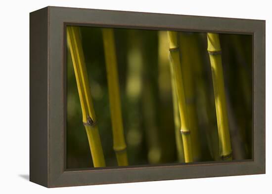 Bamboo Afternoon VI-Rita Crane-Framed Premier Image Canvas