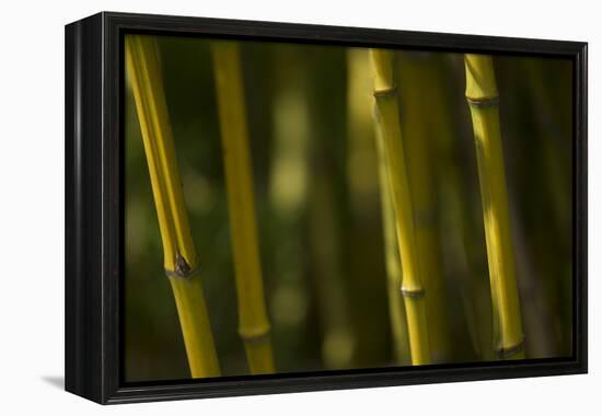 Bamboo Afternoon VI-Rita Crane-Framed Premier Image Canvas