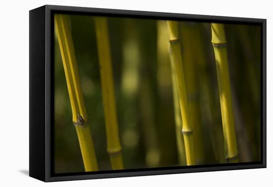 Bamboo Afternoon VI-Rita Crane-Framed Premier Image Canvas