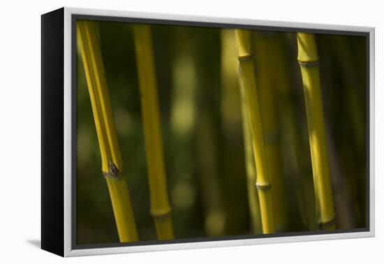 Bamboo Afternoon VI-Rita Crane-Framed Premier Image Canvas