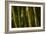 Bamboo Afternoon VI-Rita Crane-Framed Photographic Print