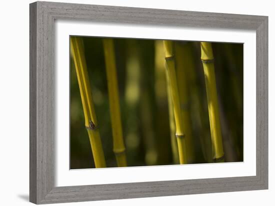 Bamboo Afternoon VI-Rita Crane-Framed Photographic Print