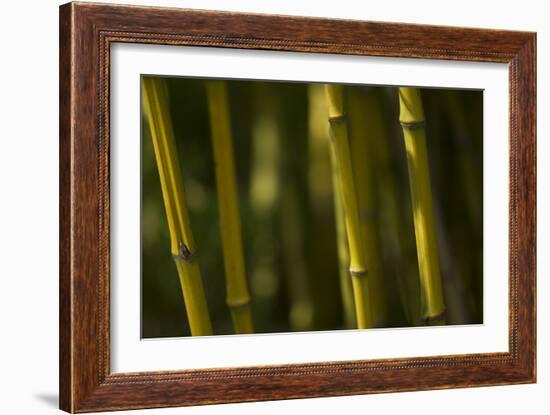 Bamboo Afternoon VI-Rita Crane-Framed Photographic Print