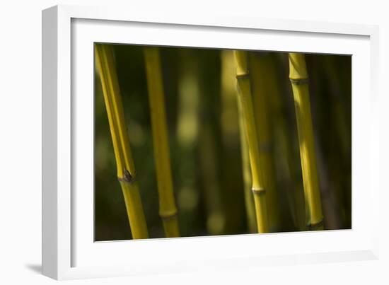 Bamboo Afternoon VI-Rita Crane-Framed Photographic Print