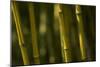 Bamboo Afternoon VI-Rita Crane-Mounted Photographic Print