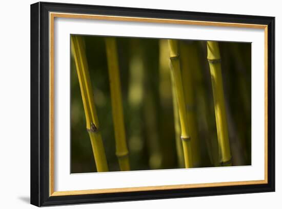 Bamboo Afternoon VI-Rita Crane-Framed Photographic Print