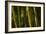 Bamboo Afternoon VI-Rita Crane-Framed Photographic Print