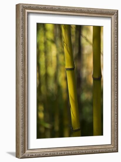 Bamboo Afternoon VII-Rita Crane-Framed Photographic Print