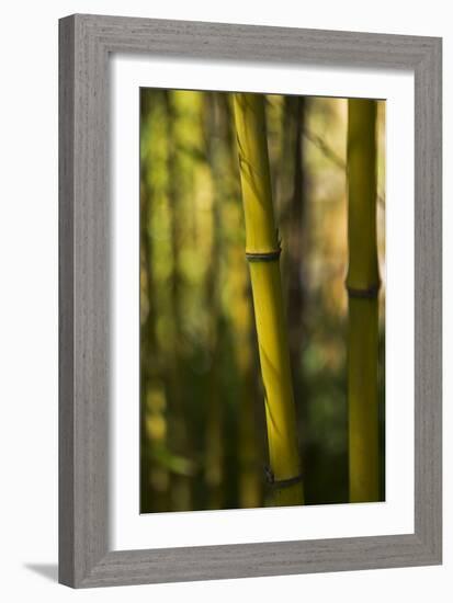 Bamboo Afternoon VII-Rita Crane-Framed Photographic Print