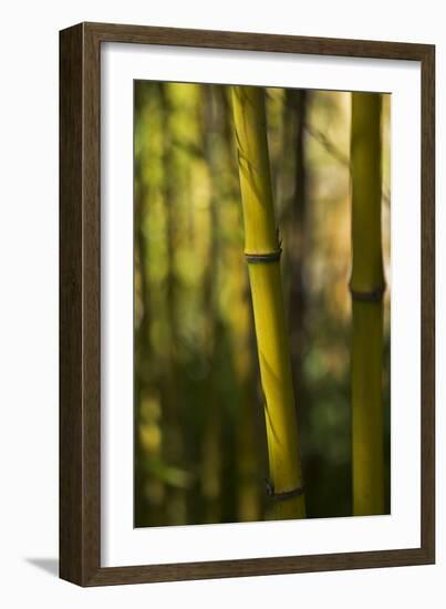 Bamboo Afternoon VII-Rita Crane-Framed Photographic Print