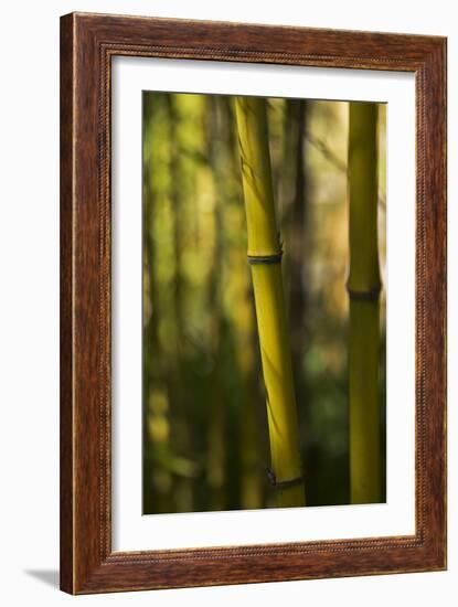 Bamboo Afternoon VII-Rita Crane-Framed Photographic Print