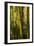 Bamboo Afternoon VII-Rita Crane-Framed Photographic Print