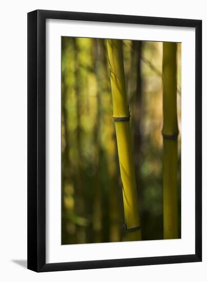 Bamboo Afternoon VII-Rita Crane-Framed Photographic Print