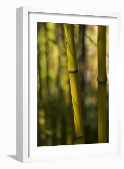 Bamboo Afternoon VII-Rita Crane-Framed Photographic Print