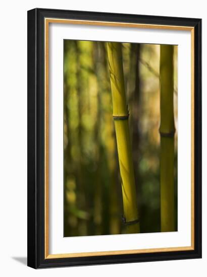 Bamboo Afternoon VII-Rita Crane-Framed Photographic Print