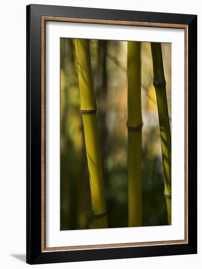 Bamboo Afternoon VIII-Rita Crane-Framed Photographic Print