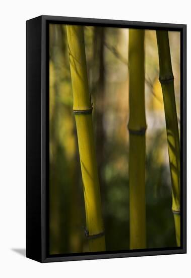 Bamboo Afternoon VIII-Rita Crane-Framed Premier Image Canvas