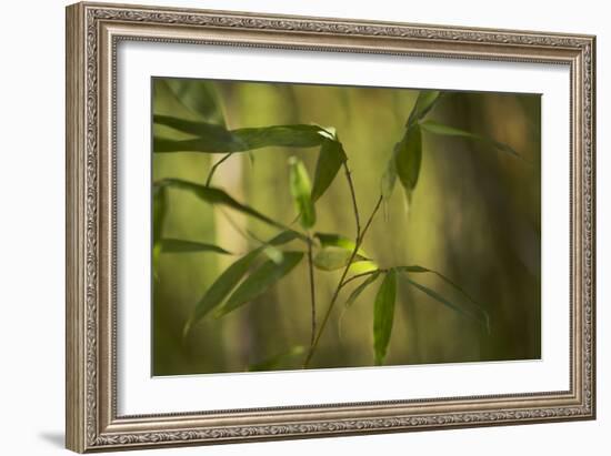 Bamboo Afternoon XI-Rita Crane-Framed Photographic Print