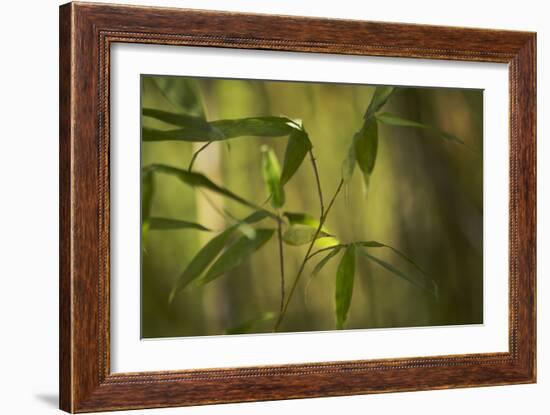 Bamboo Afternoon XI-Rita Crane-Framed Photographic Print