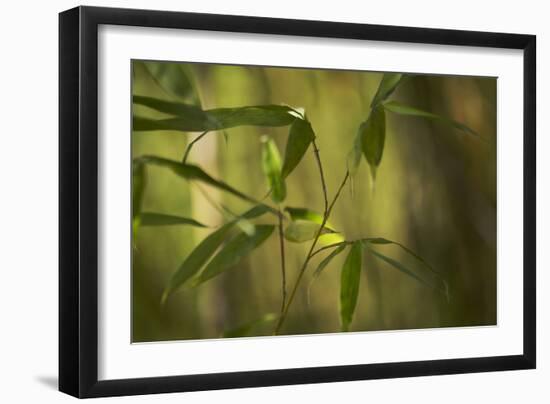 Bamboo Afternoon XI-Rita Crane-Framed Photographic Print