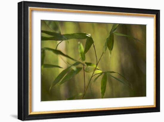 Bamboo Afternoon XI-Rita Crane-Framed Photographic Print