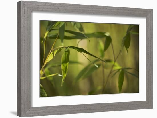 Bamboo Afternoon XII-Rita Crane-Framed Photographic Print