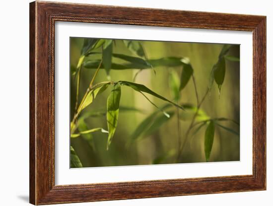 Bamboo Afternoon XII-Rita Crane-Framed Photographic Print