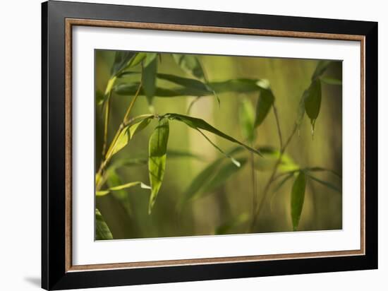 Bamboo Afternoon XII-Rita Crane-Framed Photographic Print