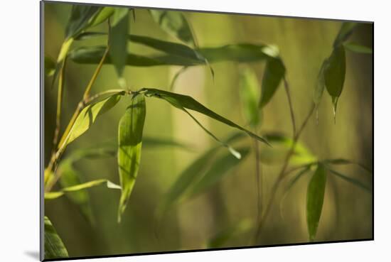 Bamboo Afternoon XII-Rita Crane-Mounted Photographic Print