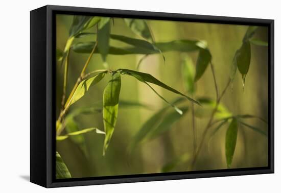 Bamboo Afternoon XII-Rita Crane-Framed Premier Image Canvas