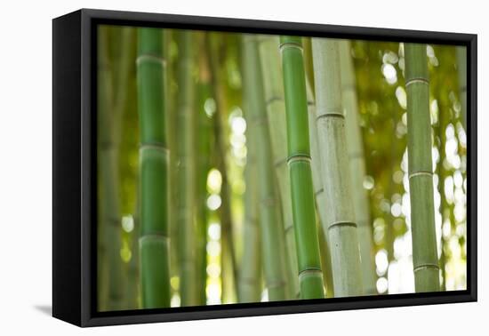 Bamboo and Bokeh I-Erin Berzel-Framed Premier Image Canvas