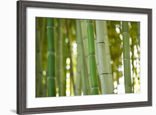 Bamboo and Bokeh I-Erin Berzel-Framed Photographic Print