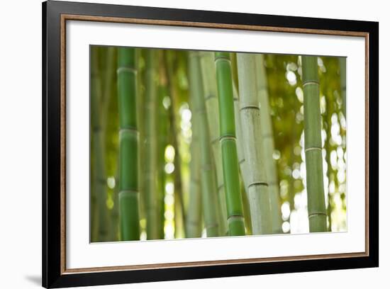 Bamboo and Bokeh I-Erin Berzel-Framed Photographic Print