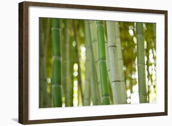Bamboo and Bokeh I-Erin Berzel-Framed Photographic Print