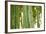 Bamboo and Bokeh I-Erin Berzel-Framed Photographic Print