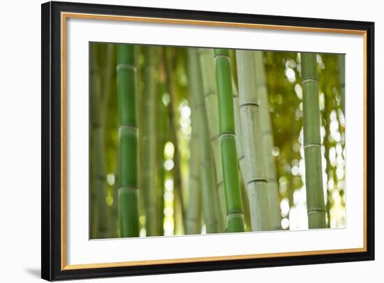 Bamboo and Bokeh I-Erin Berzel-Framed Photographic Print