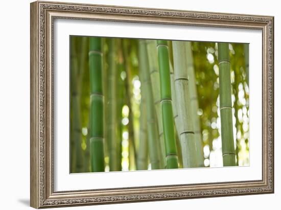 Bamboo and Bokeh I-Erin Berzel-Framed Photographic Print